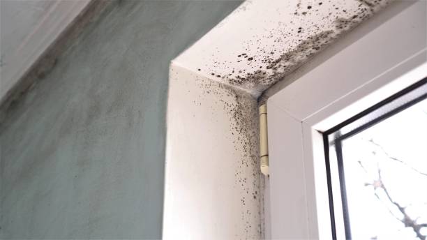 Best Mold Testing  in Bunker Hill Village, TX